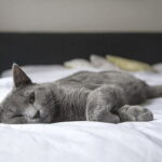 A greyish cat is lying on the bed relaxing and enjoying itself Why do cats make muffins?