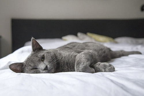 A greyish cat is lying on the bed relaxing and enjoying itself Why do cats make muffins?