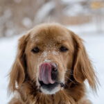 A dog with its tongue out in the snow.
