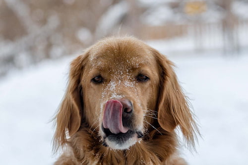 A dog with its tongue out in the snow.