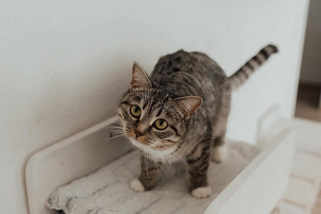why do cats make muffins: a cat standing on his bed from the front view. 