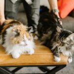 An owner pettifies two cats while they rest on the couch. Why do cats like butt pats.