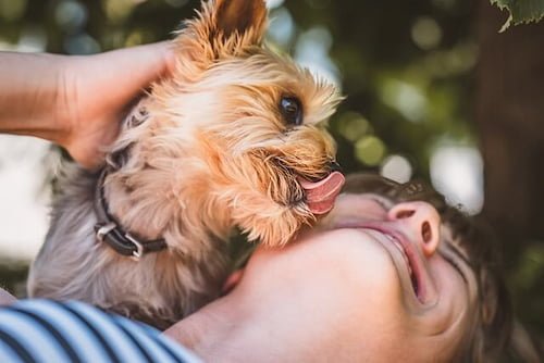 Dog licking woman's face.
why do dogs like lotion.