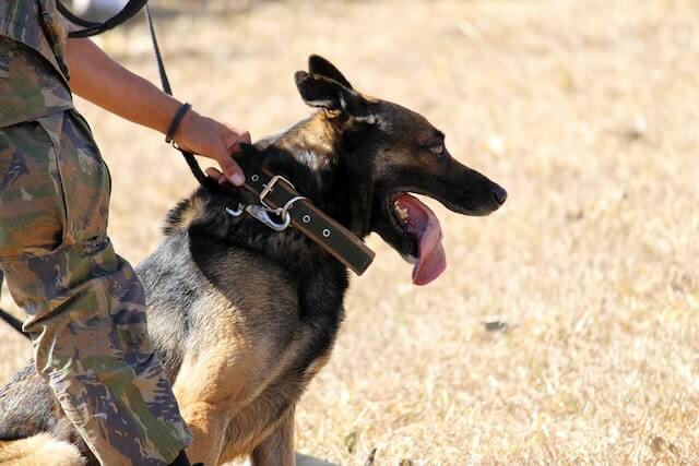 The police officer is holding K-9's neck belt.

Are Police Dogs Neutered?