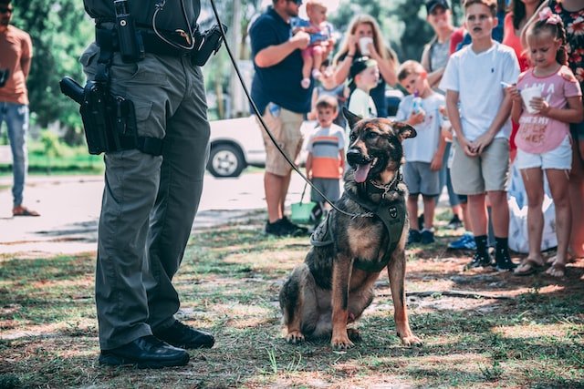 Do police dogs get paid? A Police dog with policemen and children in the background.