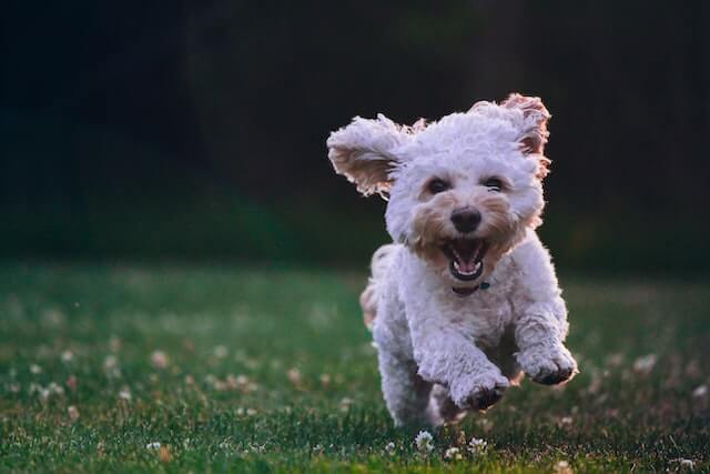 Can dogs eat cream of wheat?