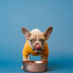 Can dogs eat cream of wheat