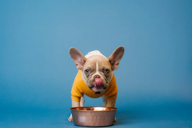 Can dogs eat cream of wheat