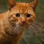 There is an orange tabby cat looking at you. why are orange cats so dumb?