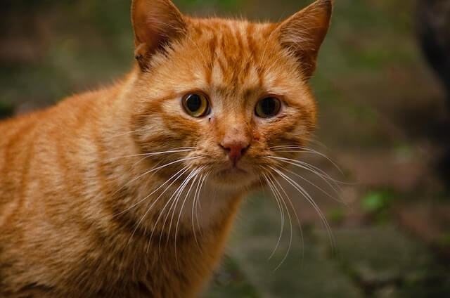 There is an orange tabby cat looking at you. why are orange cats so dumb?