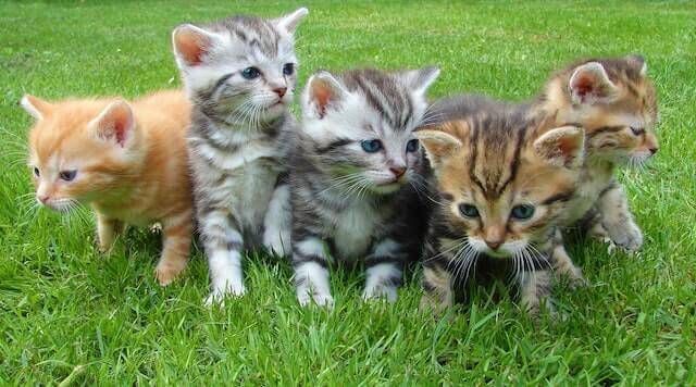Front view of a group of cats sitting together.
Do Cats Have Adam's Apple