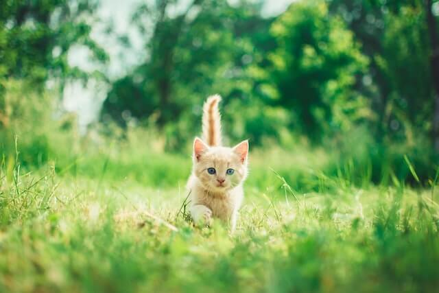 Why do cats like the pspsps sound?

An adorable white kitten walks by 