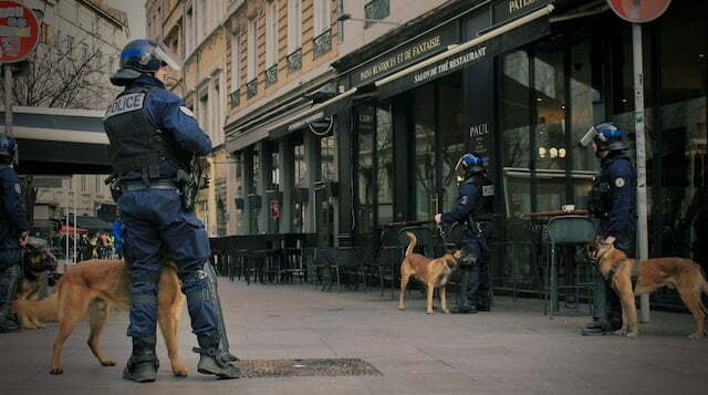 Are police dogs neutered? Four police dogs are being handled by four police officers.