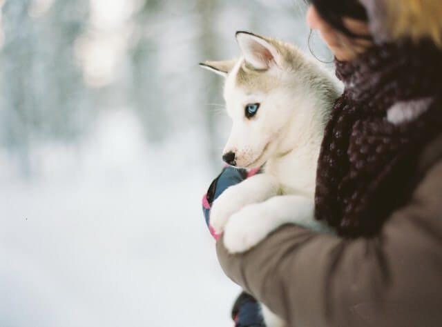 Are all puppies born with blue eyes?
A close-up of a beautiful Siberian Husky being held by its proud owner in the snow, with a blurry background of more snow-covered trees and bushes.