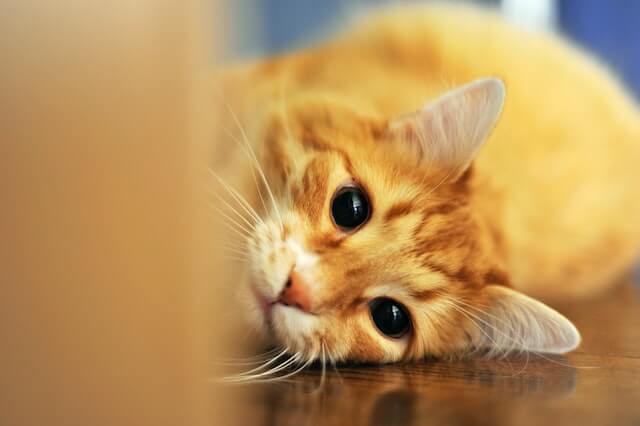 The orange tabby cat stares at the camera. Are female orange cats rare?