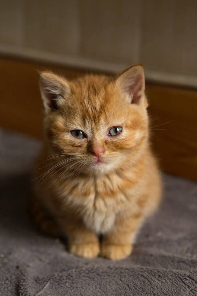 Are female orange cats rare?
