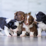 Are all puppies born with blue eyes? 