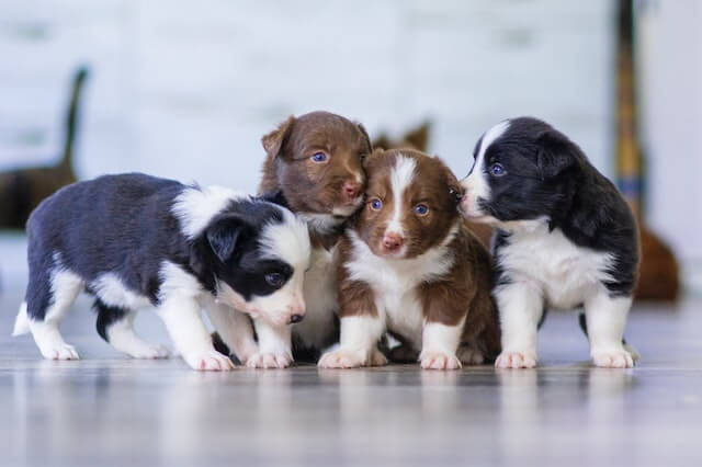 Are all puppies born with blue eyes?
A litter of adorable puppies with a mix of white and brown fur, and black and white fur, all with stunning blue eyes. They are cuddled up together, showing their strong bond as a family.