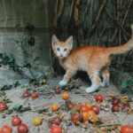 Why do cats like the pspsps sound?