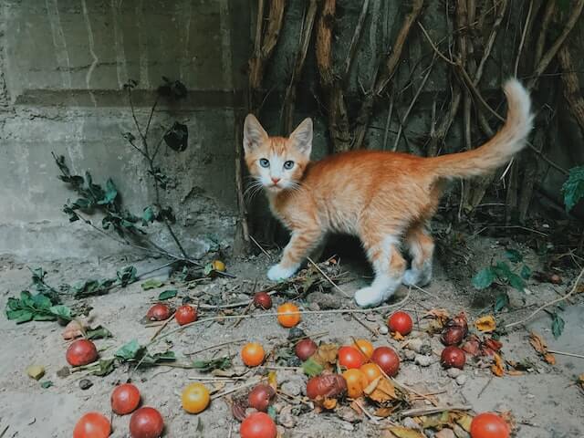 Why do cats like the pspsps sound?