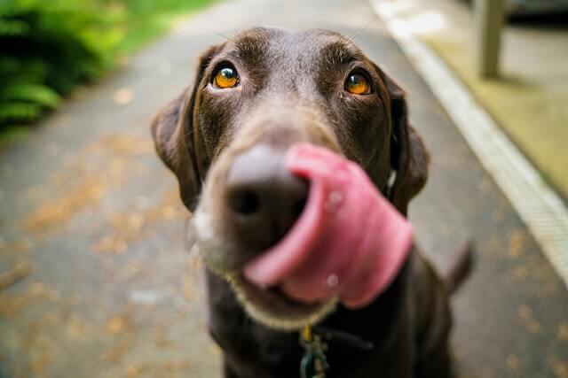 This is a close-up shot of a brown dog sticking out its tongue