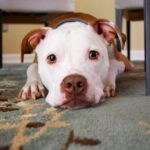Why Are My Dog Balls Black? 7 Common Causes!