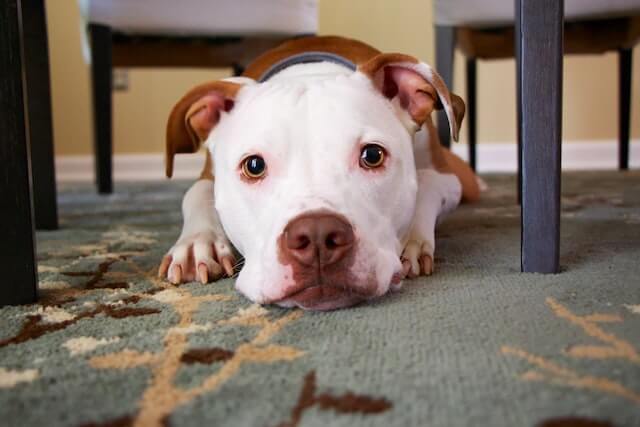 Why Are My Dog Balls Black? 7 Common Causes!
