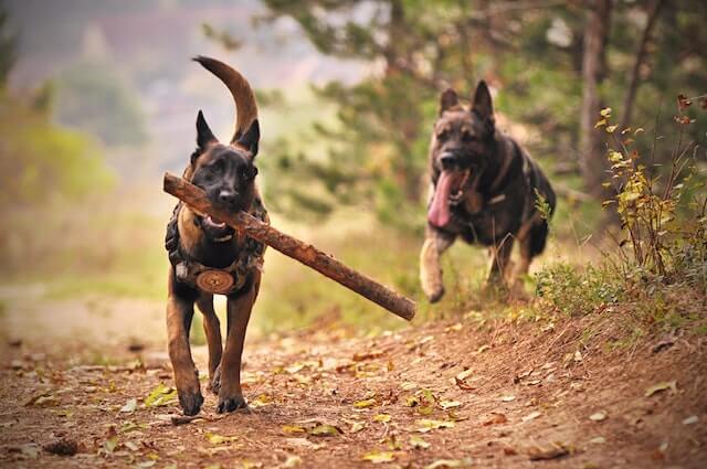 Do police dogs get paid?
Two Adult Black-and-tan German Shepherds Running on Ground