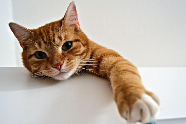 The orange tabby cat stares at the camera. Are female orange cats rare?
