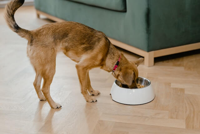 Can dogs eat cream of wheat? A dog is eating food.