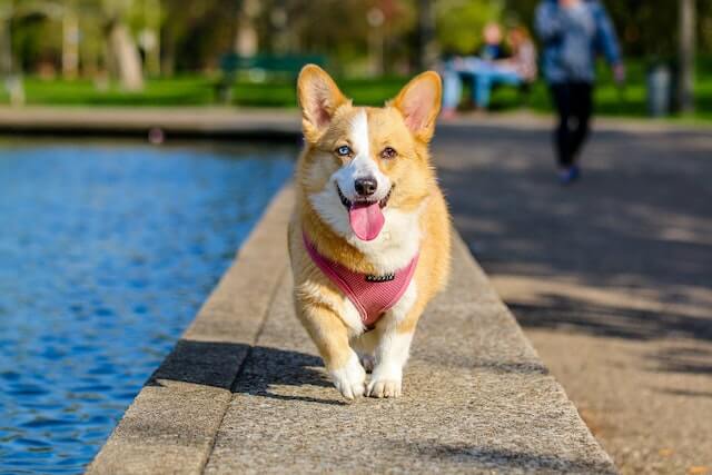 Can dogs breathe through their mouth?