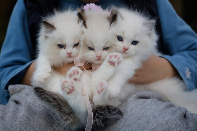 Three white kittens in the hands of their owner