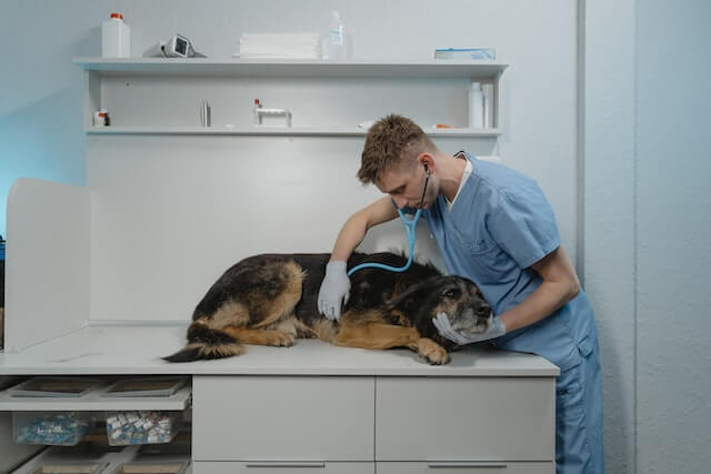 Can dogs breathe through their mouth? 

An examination of a dog is performed by a veterinarian. 