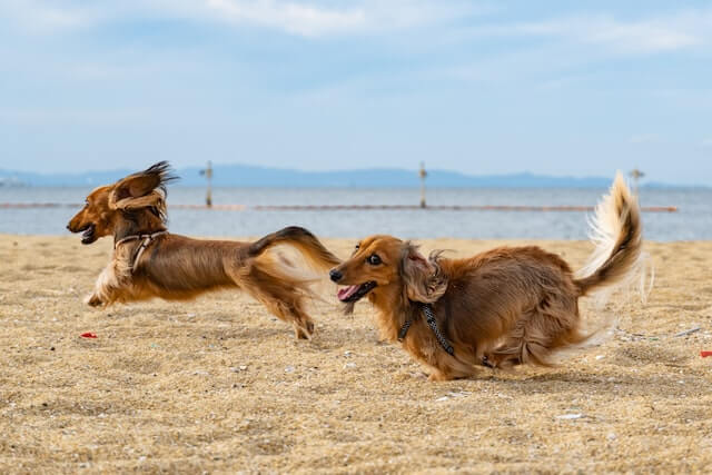 Are long haired dachshunds hypoallergenic? Two playful dachshunds, with long bodies and short legs, run side by side on the sandy beach with big grins on their faces. The waves from the ocean crash in the background, adding to the excitement of their beach adventure.