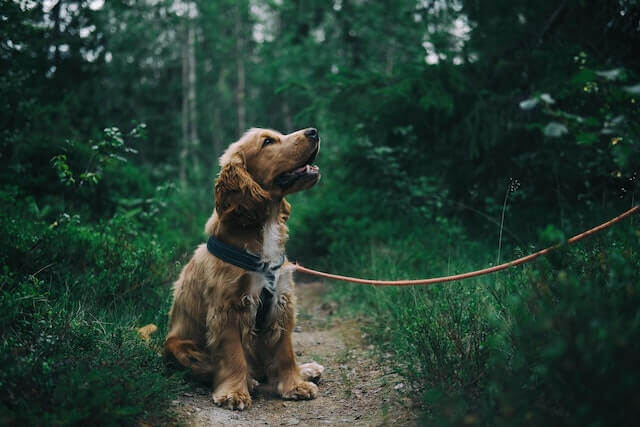 Are cocker spaniels hunting dogs? A brown spaniel sitting on the ground surrounded by lush green grass looking at his owner.