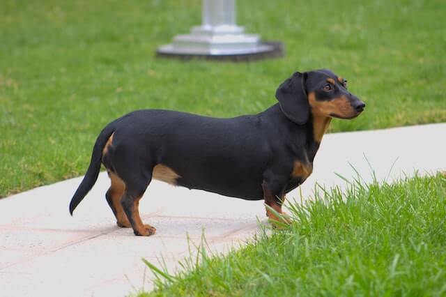 Are short haired dachshunds hypoallergenic? A black and brown dachsund stands attentively, with its long ears perked and its short legs planted firmly on the ground. Its sleek fur shimmers in the light, showcasing its unique coloring. The loyal and playful breed looks ready for its next adventure.