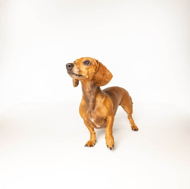 Are long haired dachshunds hypoallergenic? A light brown dachsund stands on its hind legs, looking up with its big, curious eyes. The dog's long, floppy ears and wagging tail give it a playful appearance, while its creamy light brown fur contrasts against the bright white background.