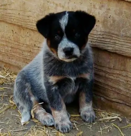 Are Australian Cattle Dogs aggressive? Cute little Australian Cattle puppy lying in the grass staring at you