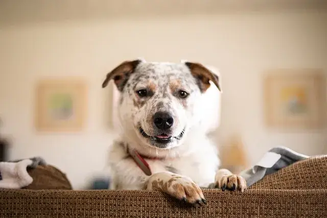 A white Australian Cattle Dog sits on a beige sofa and stares at the camera.