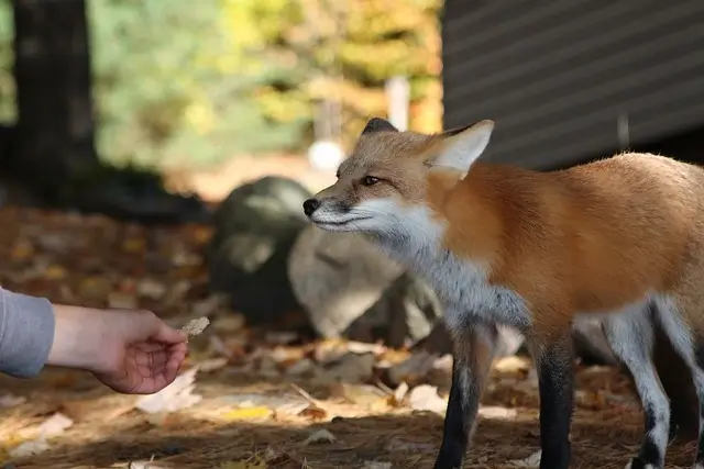 A person is feeding a wild fox that he has captured. 
