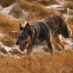 Are Australian Cattle Dogs aggressive