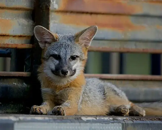 The baby fox sits and stares at you. 