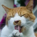Is Fabuloso safe for cats