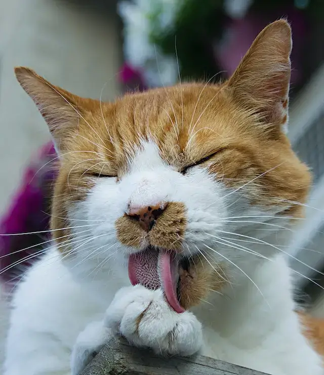 Is Fabuloso safe for cats? Tabby Cat Licking Paw.