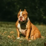 Are American Bullies Aggressive