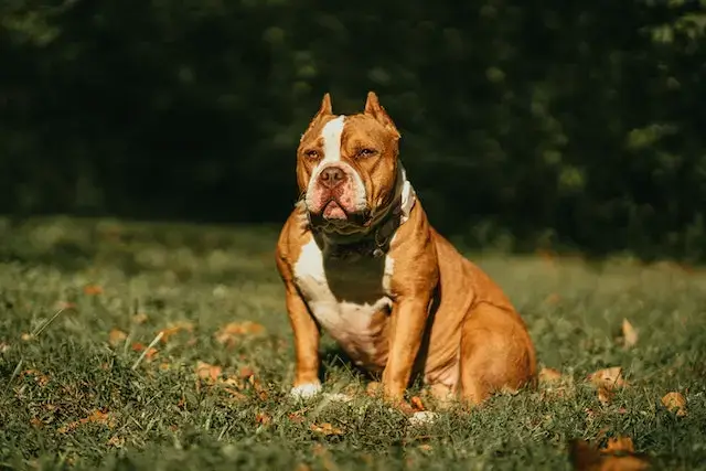 Are American Bullies Aggressive? Close-Up Shot of an American Bully Dog Sitting on Green Grass.