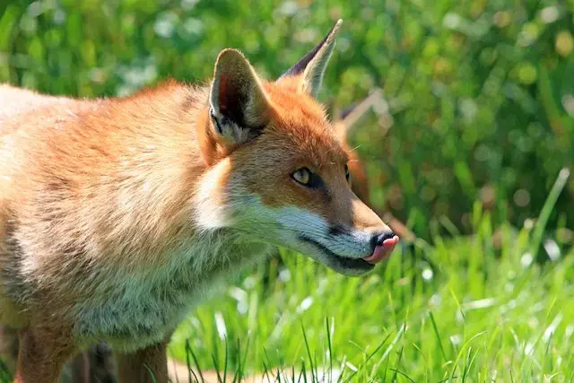 In a lush green background, a light brown fox sticks out his tongue.