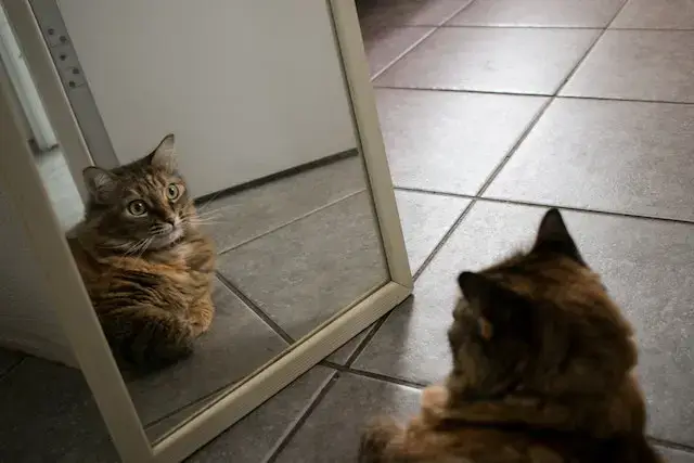 A cat watches the reflection of itself in a mirror as it sits