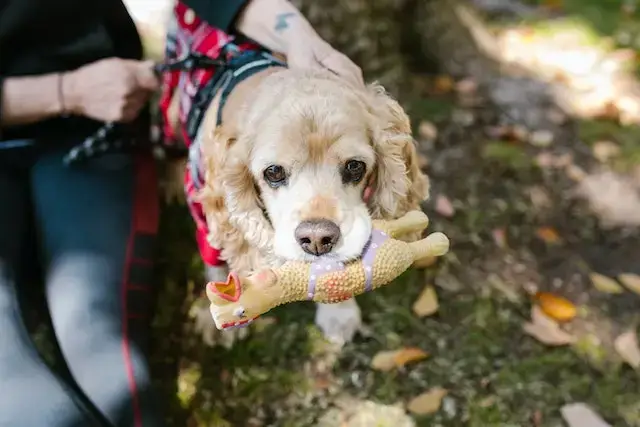 Are Cocker Spaniels Aggressive? Close Up Photo of a Dog Biting a Toy

