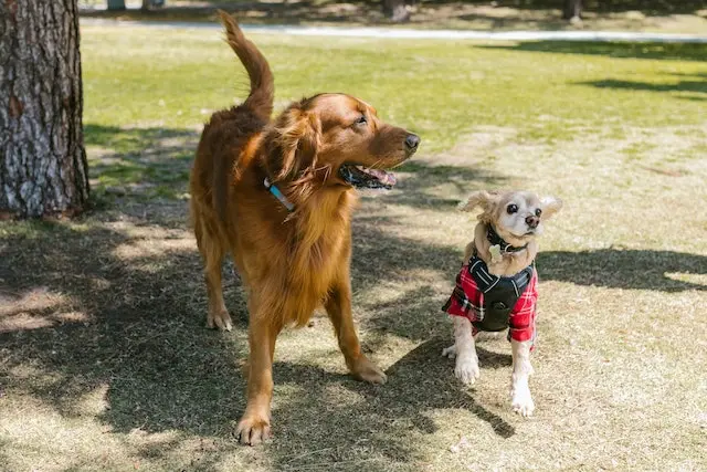 Are Cocker Spaniels Aggressive? Photo of Dogs at the Park
